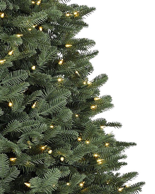 BH Balsam Fir® Trees - Image 2