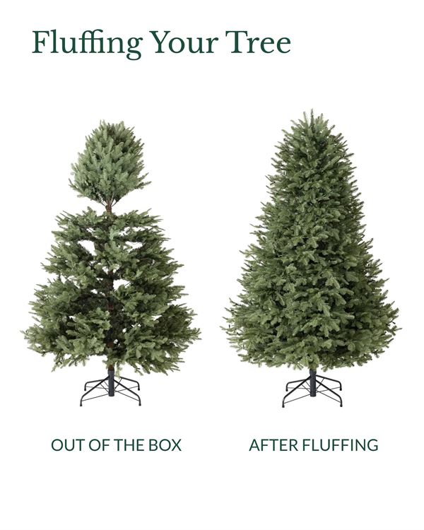 BH Balsam Fir® Trees - Image 6
