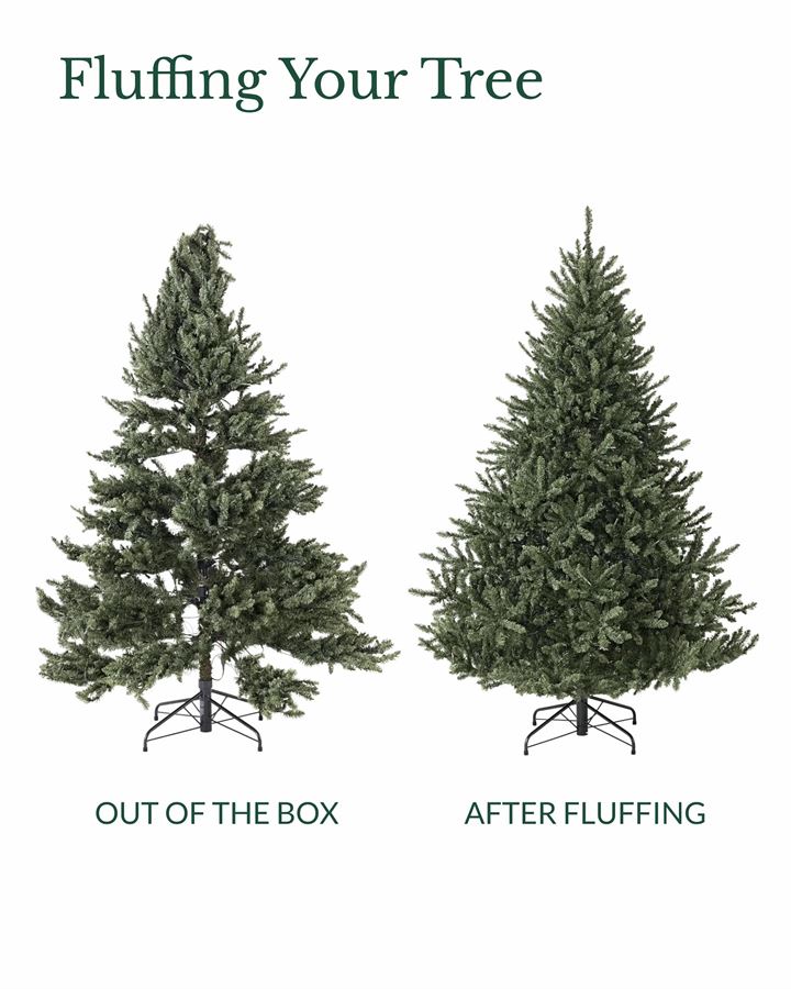 Classic Blue Spruce® Trees - Image 9