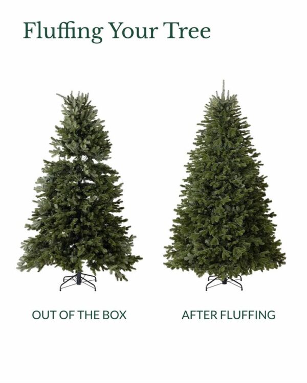 BH Fraser Fir Trees - Image 6