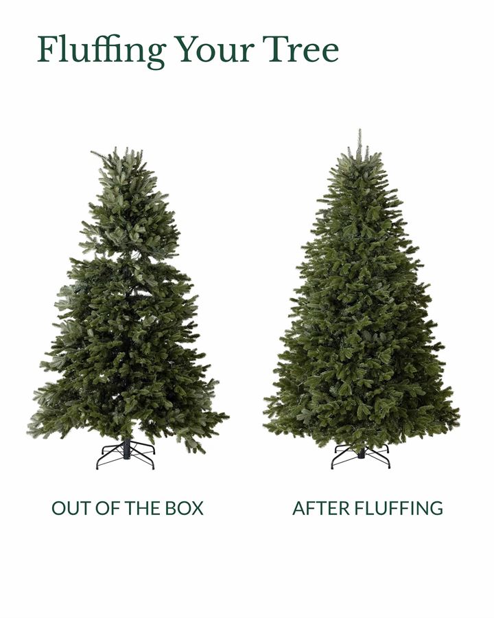 BH Fraser Fir Trees - Image 6