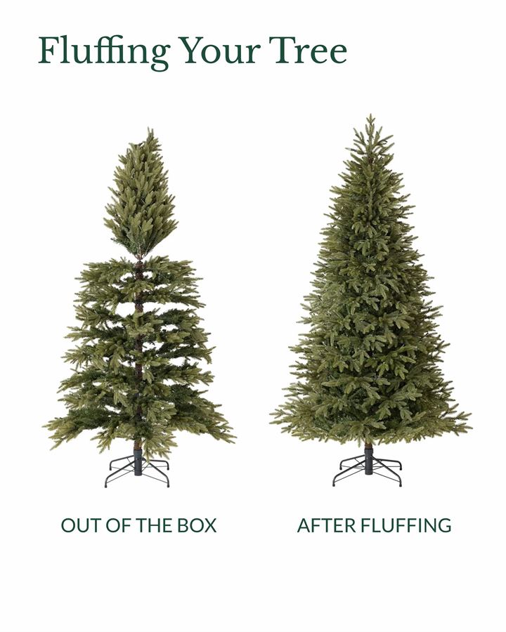 Stratford Spruce® Trees - Image 8
