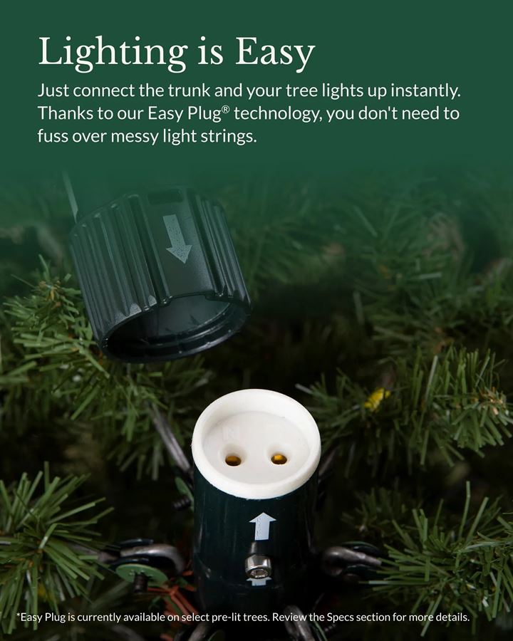 European Fir® Trees - Image 4
