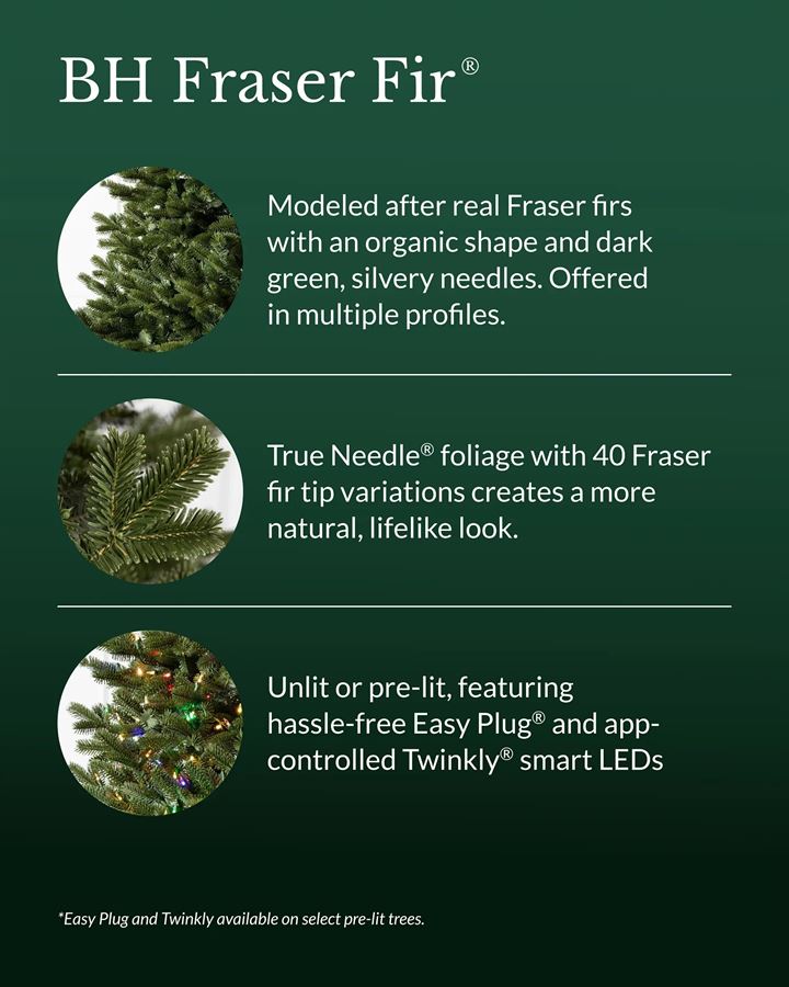 BH Fraser Fir Trees - Image 5