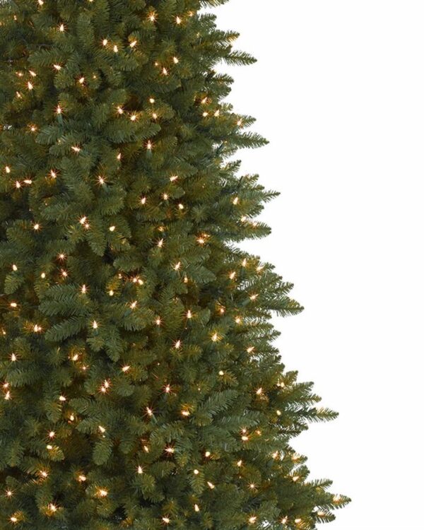 Berkshire Mountain Fir® Trees - Image 2