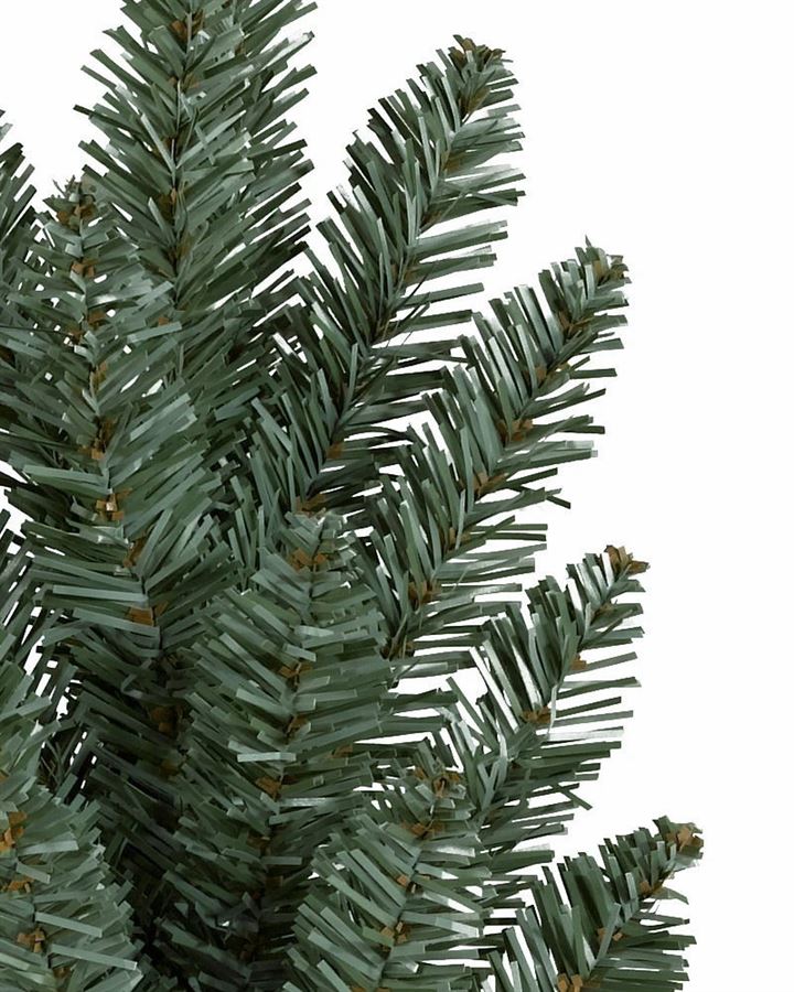 Classic Blue Spruce® Trees - Image 12
