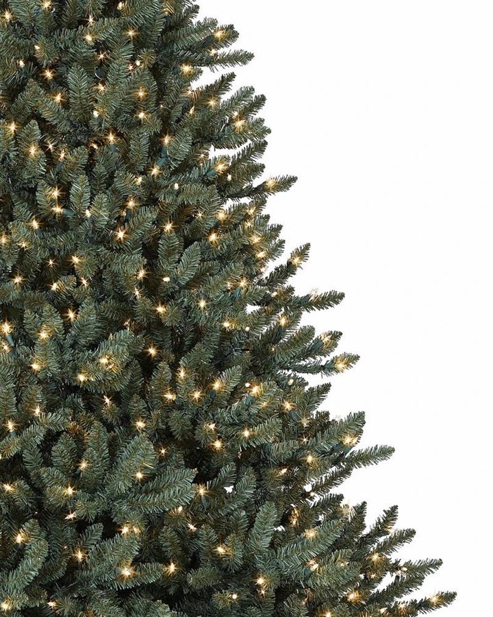 Classic Blue Spruce® Trees - Image 5
