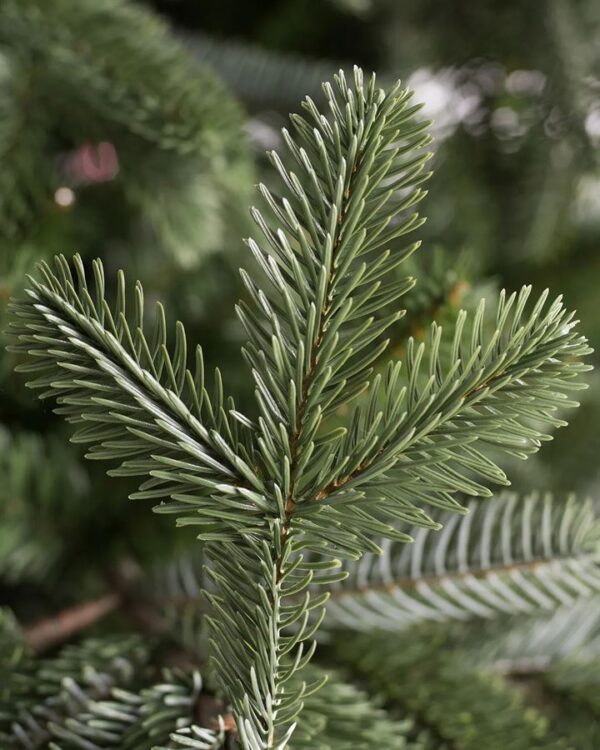 European Fir® Trees - Image 3