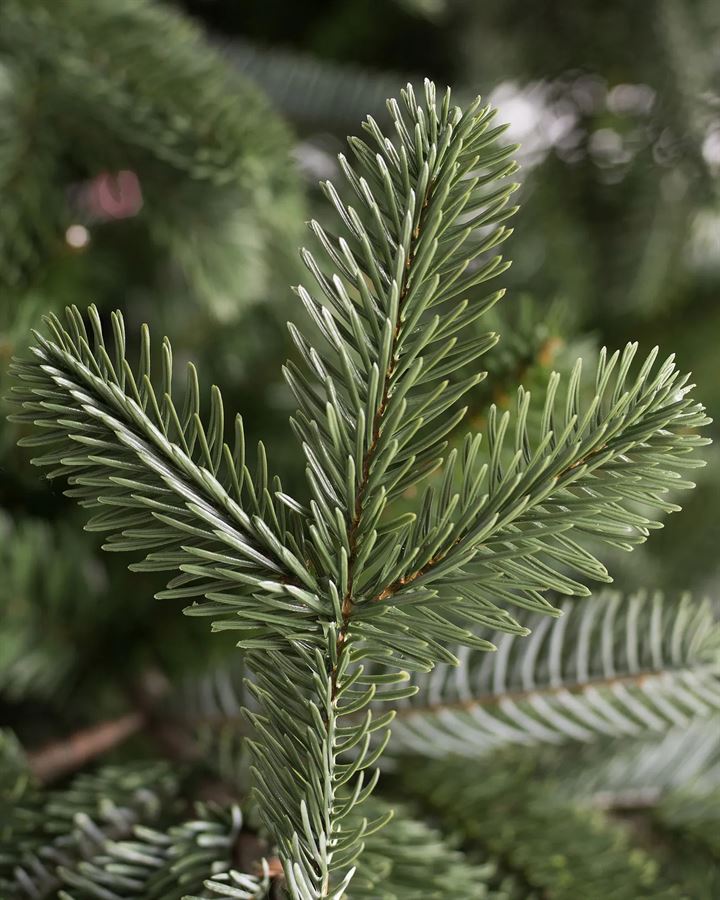 European Fir® Trees - Image 3