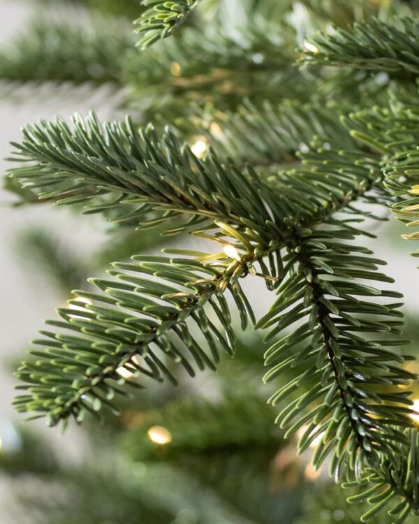 European Fir® Trees - Image 2