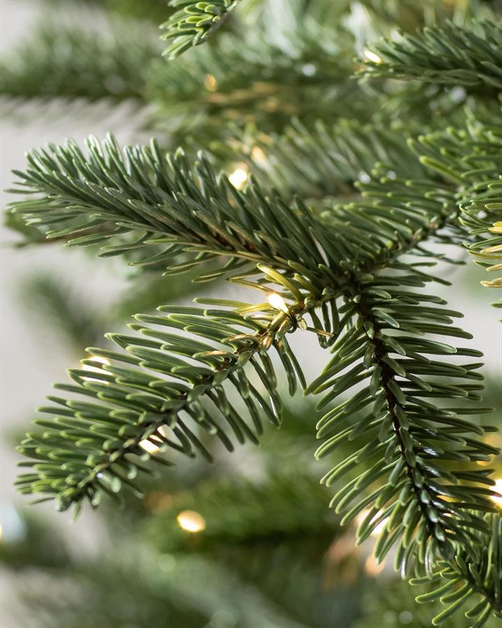 European Fir® Trees - Image 2