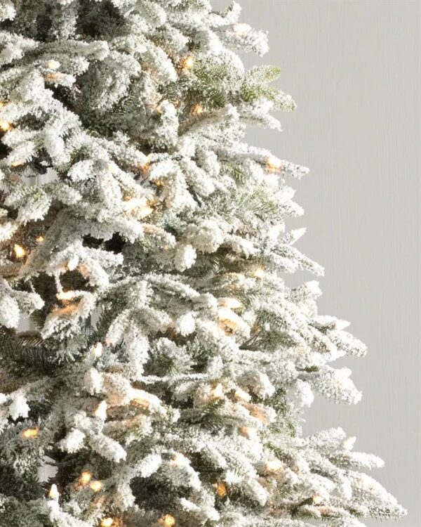 Frosted Fraser Fir® Trees - Image 2