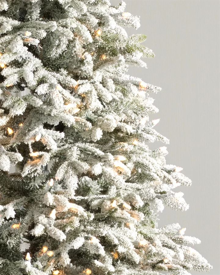 Frosted Fraser Fir® Trees - Image 2
