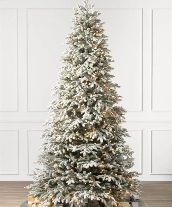 Frosted Fraser Fir® Trees