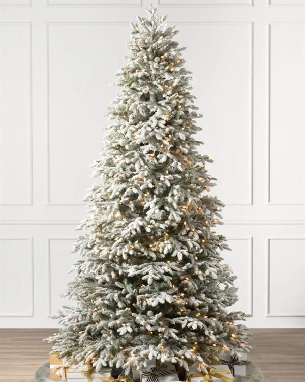 Frosted Fraser Fir® Trees