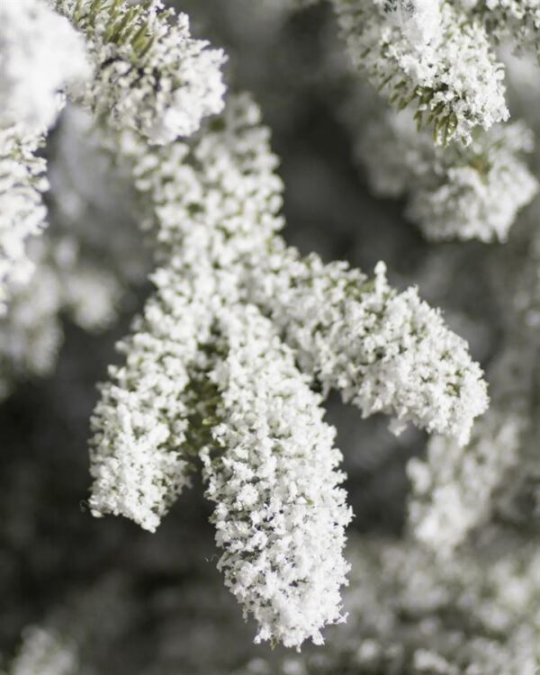 Frosted Fraser Fir® Trees - Image 3