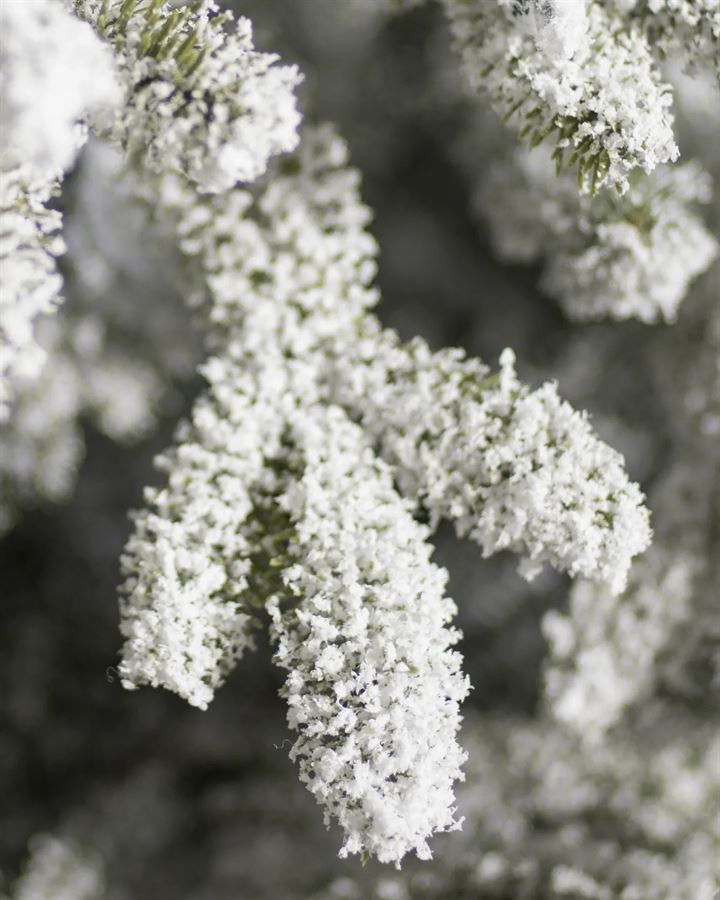 Frosted Fraser Fir® Trees - Image 3