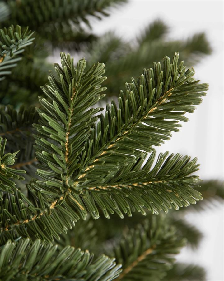BH Fraser Fir Trees - Image 4