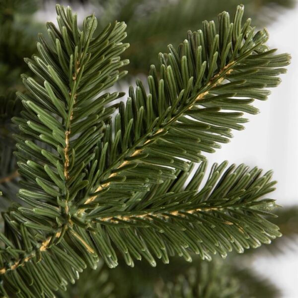 BH Fraser Fir Trees - Image 3