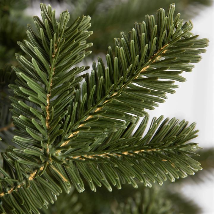 BH Fraser Fir Trees - Image 3