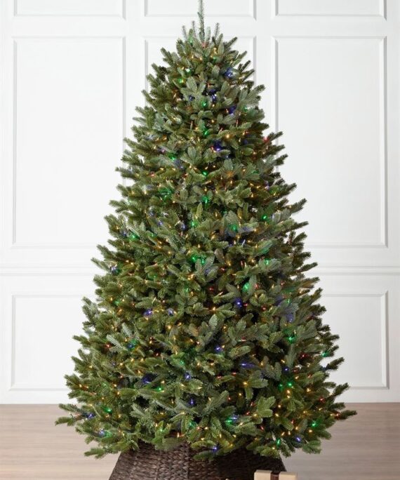 BH Fraser Fir Trees