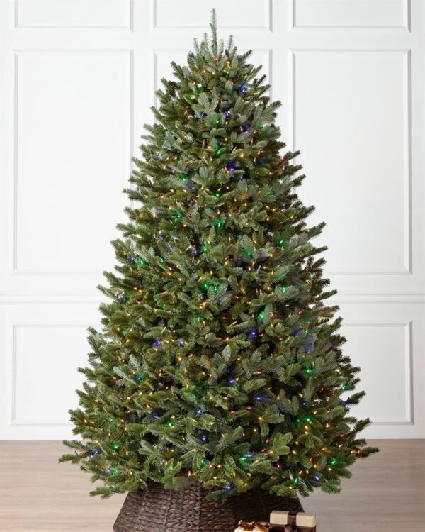 BH Fraser Fir Trees