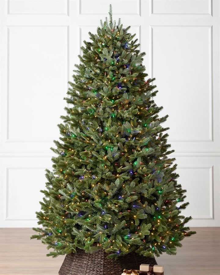 BH Fraser Fir Trees