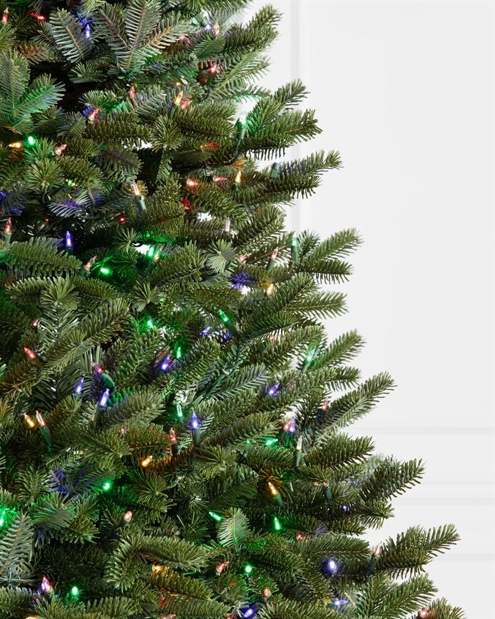 BH Fraser Fir Trees - Image 2