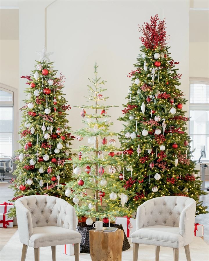 BH Fraser Fir Trees - Image 13