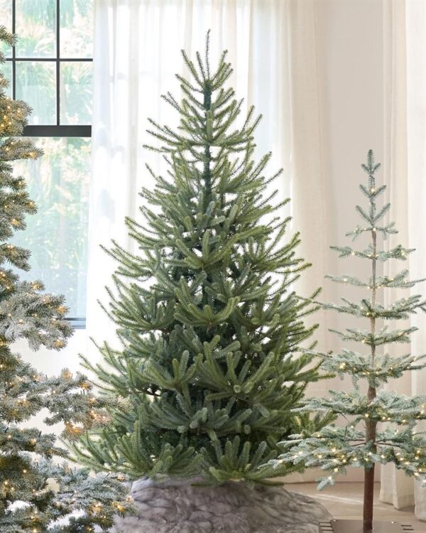 Sanibel Spruce® Trees - Image 7