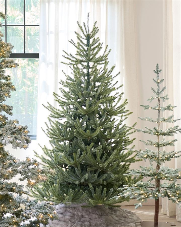 Sanibel Spruce® Trees - Image 7