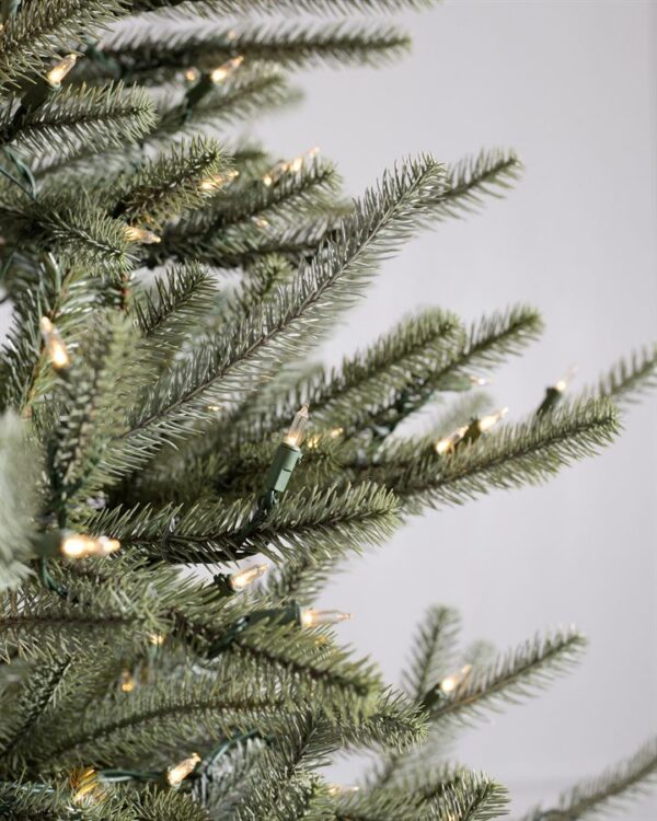 Sanibel Spruce® Trees - Image 2