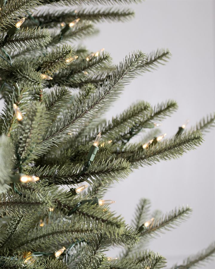 Sanibel Spruce® Trees - Image 2