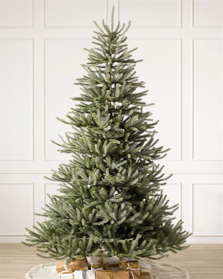 Sanibel Spruce® Trees