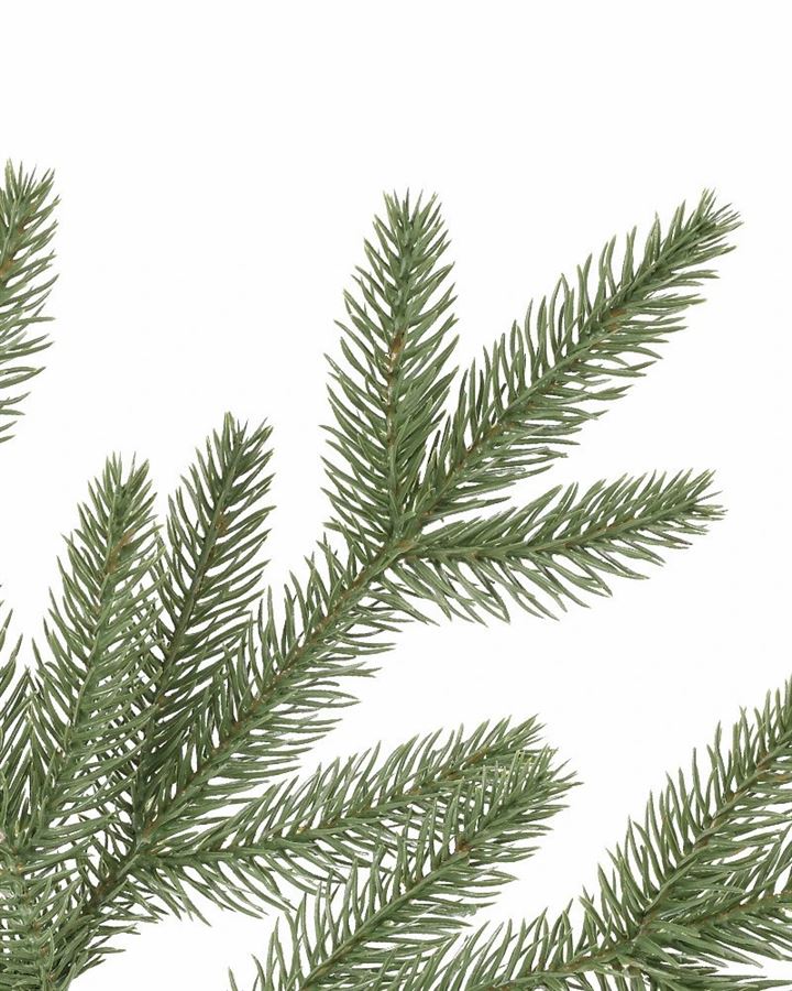 Stratford Spruce® Trees - Image 3