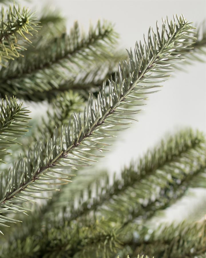 Sanibel Spruce® Trees - Image 3