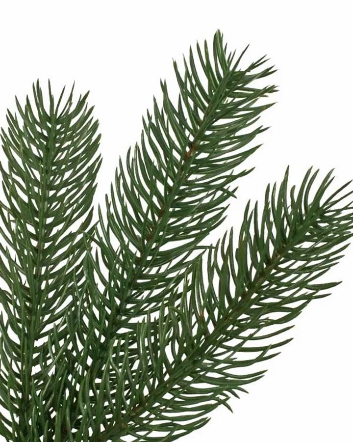 Woodland Spruce Trees - Image 3