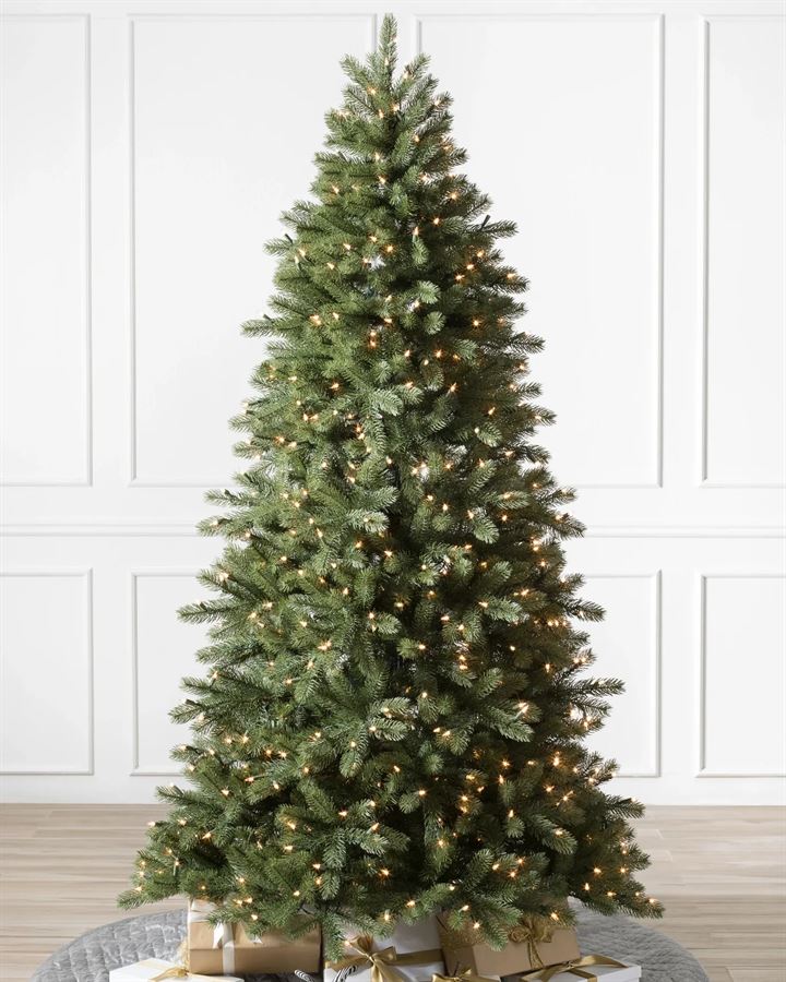 Woodland Spruce Trees